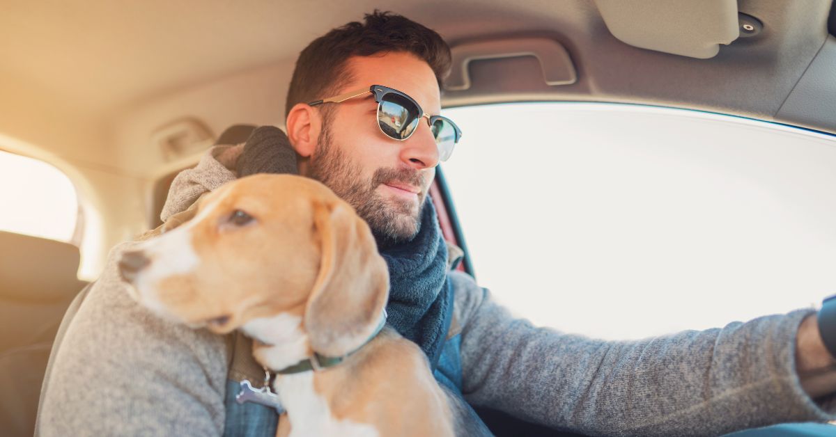 can you drive with a dog in your car